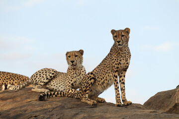 Adult Cheetah in South Africa