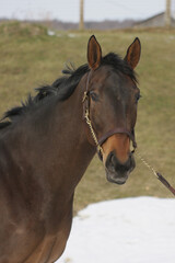 Obraz premium Horses in Winter Scene