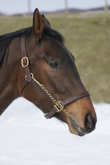 Fototapeta premium Horses in Winter Scene
