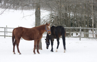 Horses in Winter Scene