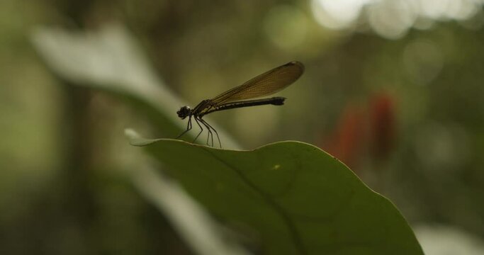 Close up macro portrait of a colorful dragonfly landing on a green leaf. View of a yellow tropical dragonfly flying on green background.