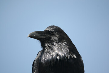 Fototapeta premium Common Raven at Yellowstone national park 