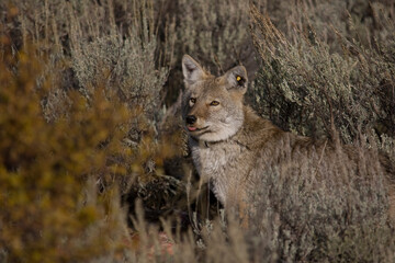 Adult North American Coyote with a radio Collar in Yellowstone national Park