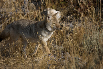 Adult North American Coyote with a radio Collar in Yellowstone national Park