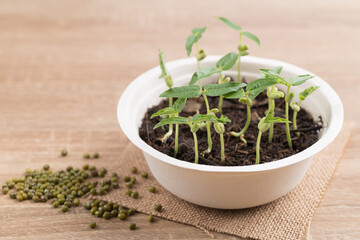 Organic plant growing in recycling biodegradable bowl on wooden table, eco friendly sustainable concept