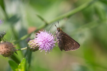 Moth on pink flower