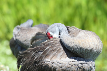 Sandhill Crane sleeping