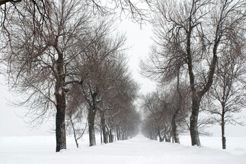 Row of trees in a blizzard, the end of the path is not visible because of the snowstorm.  Where could it lead?  Great for conceptual/winter themes.