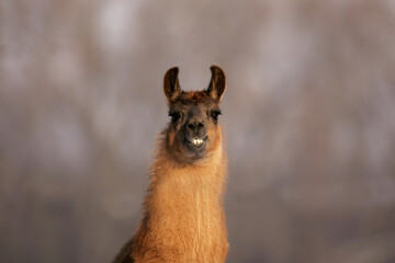 Obraz premium Llama in a winter pasture