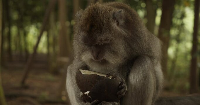 Close up portrait view of a female macaque monkey eating a coconut out of the shell in monkey sanctuary in Bali