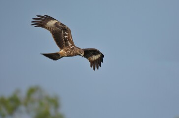A medium sized bird Male and female have the same characteristics. The body is dark brown and yellow both above and below. Dark brown wings The tail is shallow, the mouth is short, sharp and black.