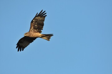 Fototapeta premium A medium sized bird Male and female have the same characteristics. The body is dark brown and yellow both above and below. Dark brown wings The tail is shallow, the mouth is short, sharp and black.