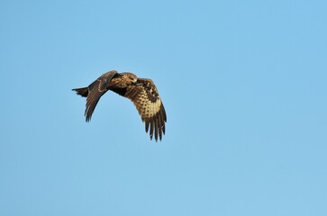A medium sized bird Male and female have the same characteristics. The body is dark brown and...