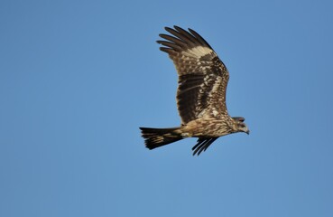 A medium sized bird Male and female have the same characteristics. The body is dark brown and yellow both above and below. Dark brown wings The tail is shallow, the mouth is short, sharp and black.