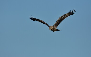 A medium sized bird Male and female have the same characteristics. The body is dark brown and yellow both above and below. Dark brown wings The tail is shallow, the mouth is short, sharp and black.