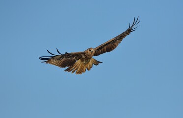 A medium sized bird Male and female have the same characteristics. The body is dark brown and yellow both above and below. Dark brown wings The tail is shallow, the mouth is short, sharp and black.