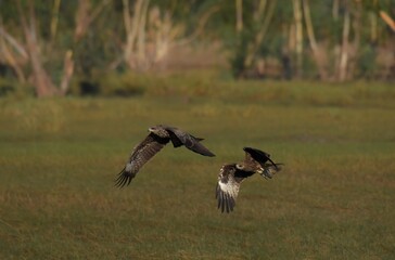 A medium sized bird Male and female have the same characteristics. The body is dark brown and yellow both above and below. Dark brown wings The tail is shallow, the mouth is short, sharp and black.