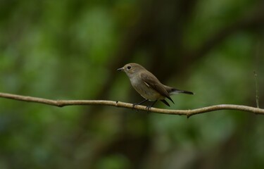Fototapeta premium Black mouth, head and upper body, grayish brown, black tail, outer double tail base white, lower body grayish white.