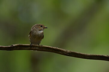 Fototapeta premium Black mouth, head and upper body, grayish brown, black tail, outer double tail base white, lower body grayish white.