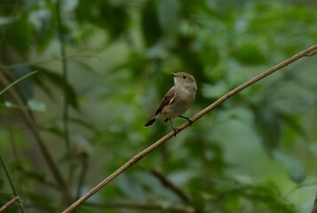 Black mouth, head and upper body, grayish brown, black tail, outer double tail base white, lower body grayish white.