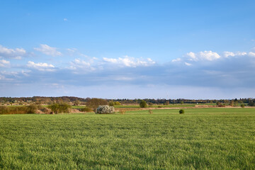 Fototapeta premium Springtime field with planted crop. Agricultural farmland, rural countryside in Brandenburg by Berlin, Germany,