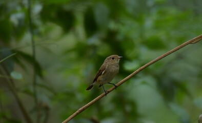 Black mouth, head and upper body, grayish brown, black tail, outer double tail base white, lower body grayish white.