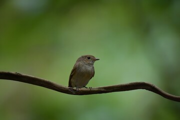 Black mouth, head and upper body, grayish brown, black tail, outer double tail base white, lower body grayish white.