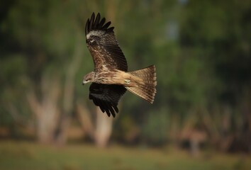 A medium sized bird Male and female have the same characteristics. The body is dark brown and yellow both above and below. Dark brown wings The tail is shallow, the mouth is short, sharp and black.