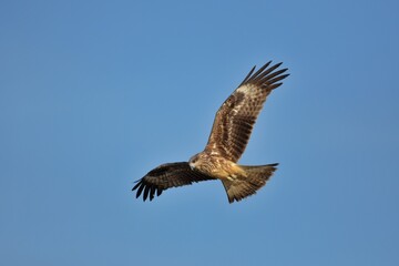 A medium sized bird Male and female have the same characteristics. The body is dark brown and yellow both above and below. Dark brown wings The tail is shallow, the mouth is short, sharp and black.
