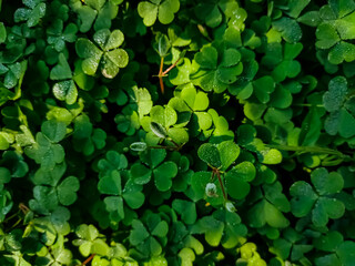 Oxalis corniculata, the creeping woodsorrel, resembles the common yellow woodsorrel, Oxalis stricta. It is a somewhat delicate-appearing, low-growing, herbaceous plant in the family Oxalidaceae.
