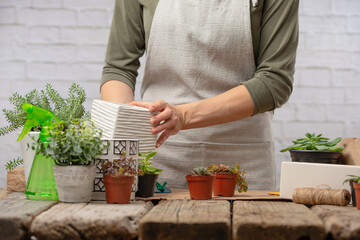 Gardeners hand planting flowers in pot with dirt or soil.