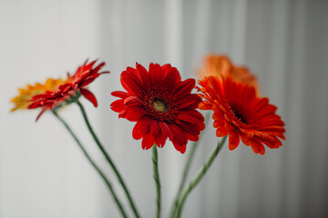 red gerbera flower