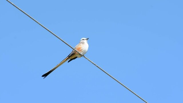 Scissor-tailed Flycatcher, sitting on a power line against blue sky