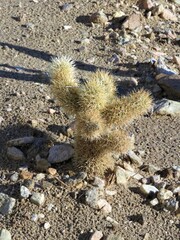 cactus in the desert