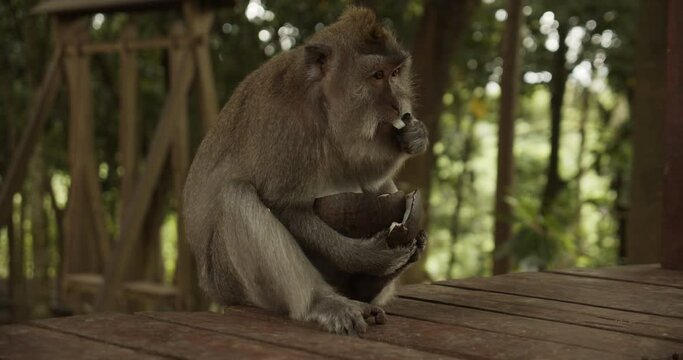 Portrait of a macaque monkey eating a coconut shell on a wooden floor in a forest sanctuary