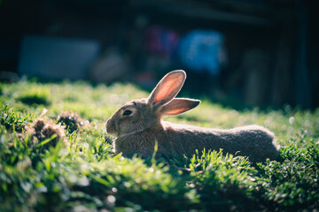 rabbit in the grass