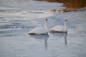 Fototapeta premium 白鳥の飛来地