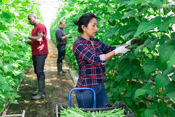 Hispanic female farm worker gathering crop of organic beans in hothouse. Spring harvest time © JackF