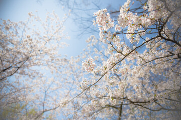 桜を見上げる