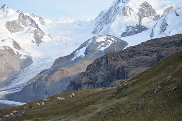 Fototapeta na wymiar Snowy Peak in Switzerland