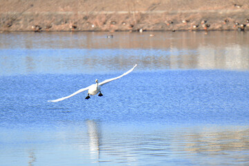 Fototapeta premium 白鳥