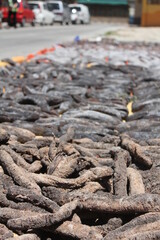 Dried white tiger sea cucumber used for food. Kota Kinabalu market.Sea cucumber used as folk medicine. Processed into this oil substance in one of the many gamat factories in Langkawi