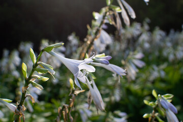 flores blancas al atardecer