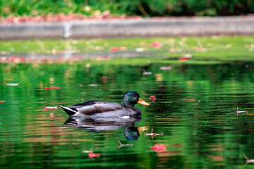 pato en el lago