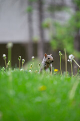 ardilla espiando