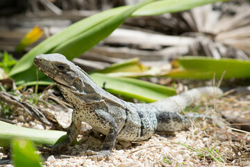 Iguana escondida