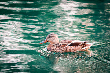 Pato jaspeado caf&eacute;