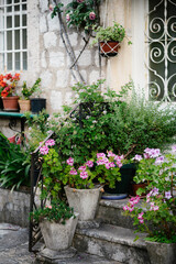 Geranium pelargonium in large architectural flowerpots with other green plants near the house with windows with metal bars.