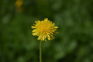 Yellow dandelion in green grass. Dandelion close-up.