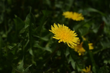 Yellow dandelion in green grass. Dandelion close-up.